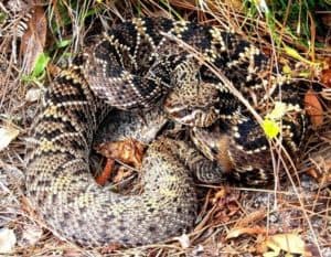 Coiled diamondback rattlesnake