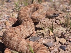 Rattlesnake in desert