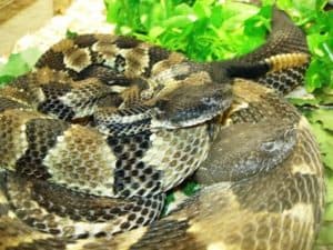 two coiled rattlesnakes