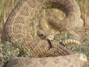 Coiled rattlesnake