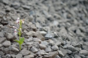 single green plant rock field