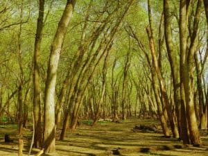 Beautiful mossy green trees spring