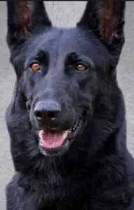 black german shepherd dog