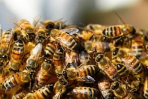 Swarm of regular honey bees