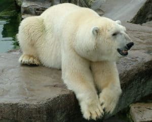 polar bear on rock
