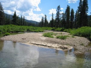 Trees wilderness stream