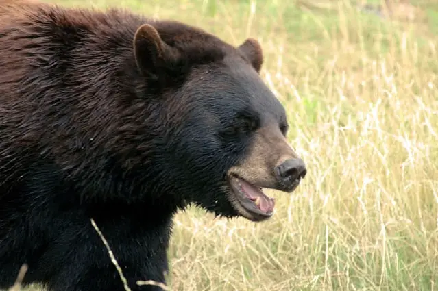 black bear in tall grass