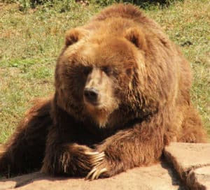 Big brown grizzly bear