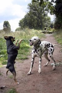 black dog fighting spotted dog