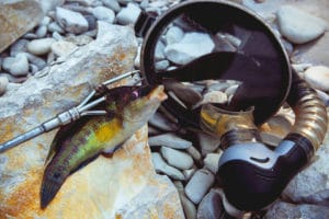 speared fish by snorkel on shore