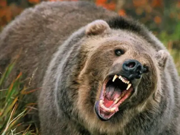 angry grizzly bear