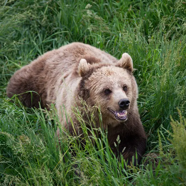 grizzly bear in tall grass