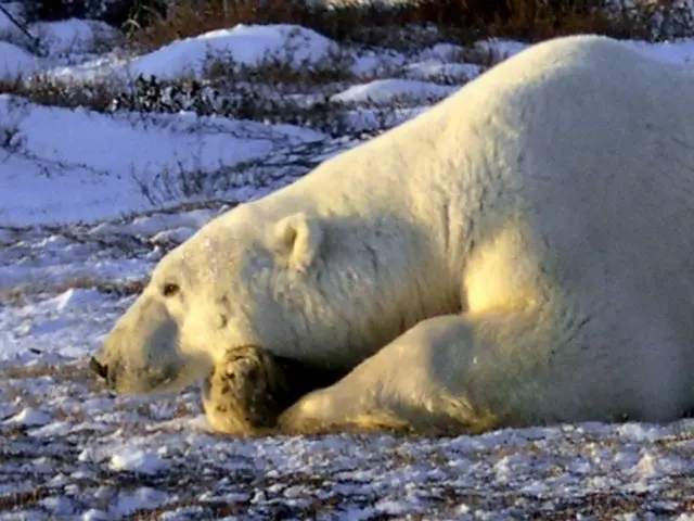 sleepy polar bear in tundra