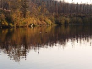 beaver in Alaska creek