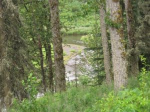 Alaska river between trees and wilderness