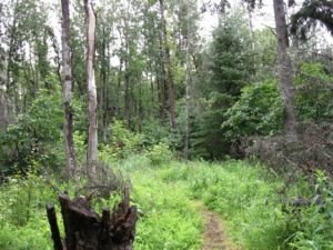 Alaska hiking trail