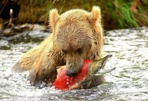 brown bear cub catching salmon
