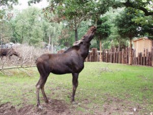 Moose eating tree