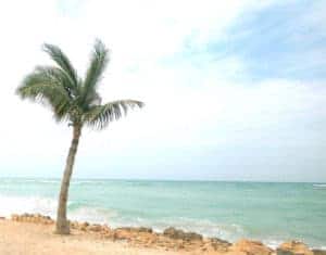lone palm tree sunny beach