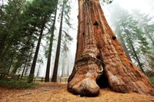 giant sequoia tree