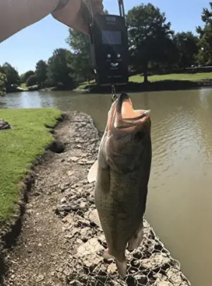 bass hanging off a fishing scale