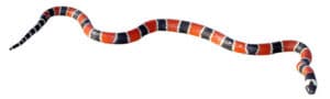 coral snake