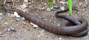 northern water snake