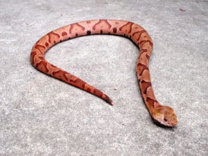 golden copperhead snake