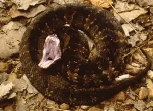 angry cottonmouth snake on leaves