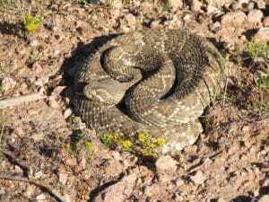 Mojave Rattlesnake in desert
