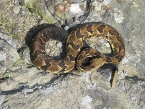 timber rattlesnake sunning on rock