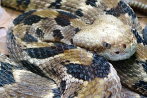 coiled timber rattlesnake