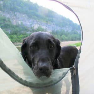 black lab staring into tent