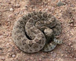 big coiled prairie rattlesnake