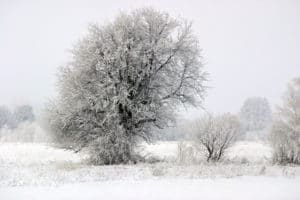 snowy field and trees