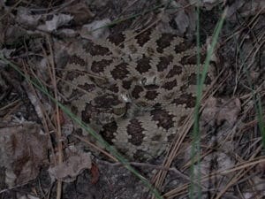 grand basin rattlesnake coiled