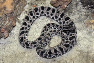 dusky pygmy rattler pic