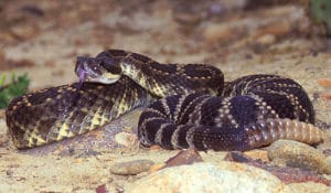 western rattlesnake california