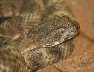 close up tiger rattlesnake