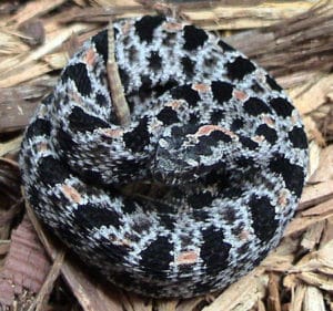 coiled western pigmy rattlesnake