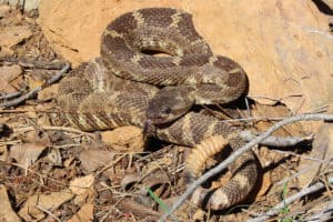 coiled western rattlesnake against sandstone