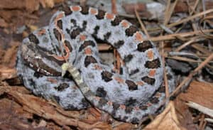 pygmy rattlesnake on leaves