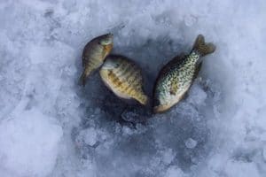 three panfish over ice hole