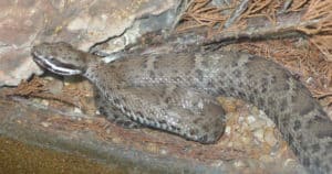 Ridge Nose Rattlesnake