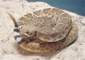 coiled red rattler on gray rock