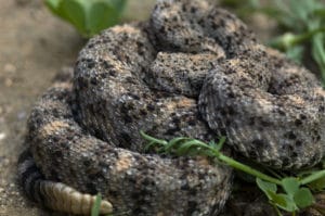 coiled gray spotted rattlesnake