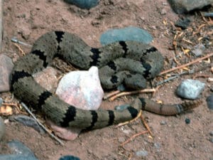 banded rock rattlesnake on ground