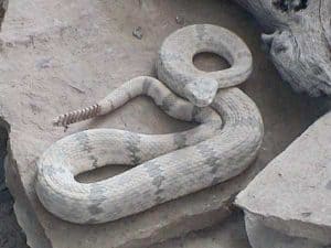 coiled gray rattlesnake on rocks