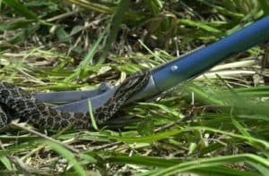 massasauga rattlesnake held by tongs on grass