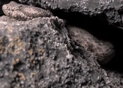 mottled rock rattlesnake hidden